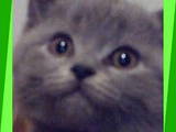 Кошки, котята Британская короткошерстная, цена 1200 Грн., Фото