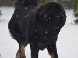 Собаки, щенки Тибетский мастиф, цена 30000 Грн., Фото