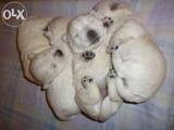 Собаки, щенки Вестхайленд уайт терьер, цена 6000 Грн., Фото