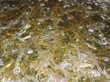 Рыбное хозяйство Корм для рыбы, цена 20 Грн., Фото