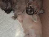 Собаки, щенки Чихуа-хуа, цена 2800 Грн., Фото