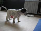 Собаки, щенята Невідома порода, ціна 600 Грн., Фото