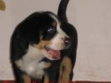Собаки, щенки Большой Швейцарский зенненхунд, цена 28000 Грн., Фото