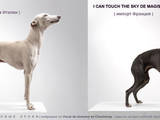 Собаки, щенята Левретка, ціна 10000 Грн., Фото