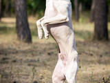 Собаки, щенята Левретка, ціна 10000 Грн., Фото