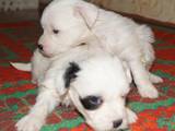 Собаки, щенки Китайская хохлатая собака, цена 300 Грн., Фото