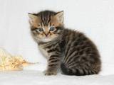 Кошки, котята Шотландская вислоухая, цена 1800 Грн., Фото