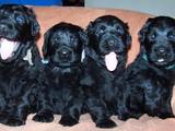 Собаки, щенки Черный терьер, цена 5000 Грн., Фото