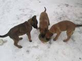 Собаки, щенки Бельгийская овчарка (Малинуа), цена 1500 Грн., Фото