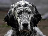 Собаки, щенята Англійський сетер, ціна 4000 Грн., Фото