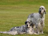 Собаки, щенята Англійський сетер, ціна 4000 Грн., Фото