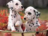 Собаки, щенята Далматин, ціна 2000 Грн., Фото