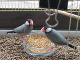 Папуги й птахи Канарки, ціна 100 Грн., Фото