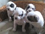 Собаки, щенки Американский бульдог, цена 1500 Грн., Фото