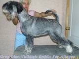 Собаки, щенята Міттельшнауцер, ціна 8000 Грн., Фото