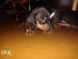Собаки, щенята Довгошерста мініатюрна такса, ціна 1000 Грн., Фото