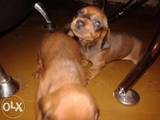 Собаки, щенята Довгошерста мініатюрна такса, ціна 1000 Грн., Фото