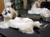 Собаки, щенята Послуги перукаря, миття, ціна 10 Грн., Фото