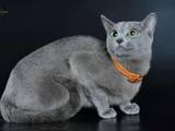 Кішки, кошенята Російська блакитна, ціна 1500 Грн., Фото