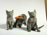 Кошки, котята Русская голубая, цена 1500 Грн., Фото