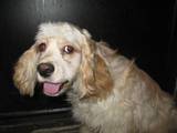 Собаки, щенята Американський коккер, ціна 2000 Грн., Фото