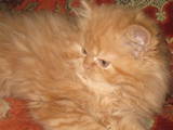 Кішки, кошенята Персидська, ціна 650 Грн., Фото