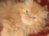 Кошки, котята Персидская, цена 650 Грн., Фото
