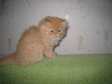 Кошки, котята Персидская, цена 650 Грн., Фото
