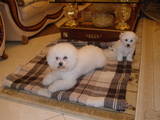 Собаки, щенки Бишон фрисе, цена 5500 Грн., Фото