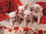 Собаки, щенки Китайская хохлатая собака, цена 2 Грн., Фото