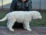 Собаки, щенята Південноросійська вівчарка, ціна 24000 Грн., Фото