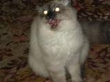Кішки, кошенята Гімалайська, ціна 500 Грн., Фото