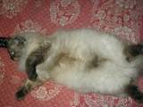 Кошки, котята Гималайская, цена 500 Грн., Фото