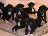 Собаки, щенята Німецький дог, ціна 12000 Грн., Фото
