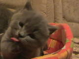 Кошки, котята Британская короткошерстная, цена 800 Грн., Фото