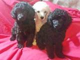Собаки, щенки Карликовый пудель, цена 1100 Грн., Фото
