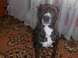 Собаки, щенята Стаффордширський бультер'єр, ціна 1.50 Грн., Фото