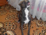 Собаки, щенята Стаффордширський бультер'єр, ціна 1.50 Грн., Фото