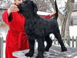 Собаки, щенята Чорний тер'єр, ціна 8000 Грн., Фото