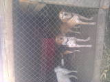 Собаки, щенки Ганноверская гончая, цена 1000 Грн., Фото