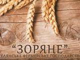 Сельское хозяйство Семена и рассада, цена 5 Грн., Фото