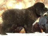 Собаки, щенки Ньюфаундленд, цена 7500 Грн., Фото