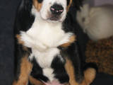 Собаки, щенки Большой Швейцарский зенненхунд, цена 35000 Грн., Фото