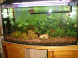 Рибки, акваріуми Акваріуми і устаткування, ціна 2500 Грн., Фото