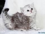 Кішки, кошенята Британська довгошерста, ціна 4000 Грн., Фото