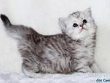 Кішки, кошенята Британська довгошерста, ціна 4000 Грн., Фото