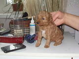 Собаки, щенки Малый пудель, цена 2000 Грн., Фото
