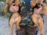 Собаки, щенята Вельштер'єр, ціна 1000 Грн., Фото