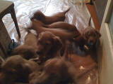 Собаки, щенки Ирландский сеттер, цена 3000 Грн., Фото