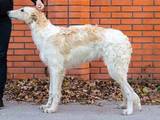 Собаки, щенята Російський хорт, ціна 30000 Грн., Фото